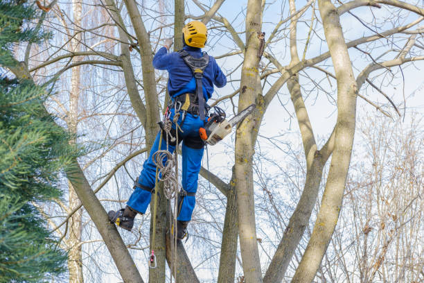 Reliable Cheshire Village, CT Tree Services Solutions